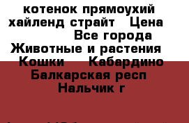 котенок прямоухий  хайленд страйт › Цена ­ 10 000 - Все города Животные и растения » Кошки   . Кабардино-Балкарская респ.,Нальчик г.